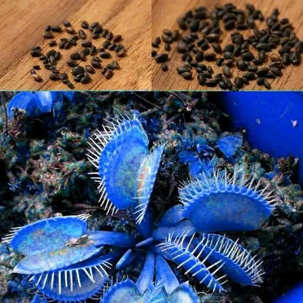 Biji Venus Flytrap Blue - Tanaman Venus Flytrap Biru - Bibit Tanaman Bunga Venus Flytrap Blue - COD