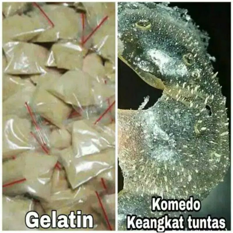 GELATIN GOLD SPIRULINA PEMBERSIH KOMEDO