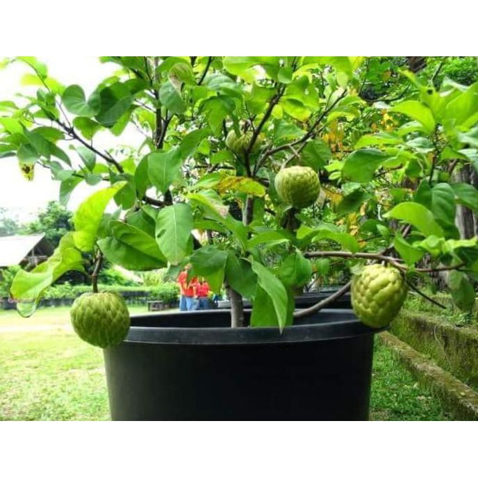 Pr0Duk Bibit Buah / Benih Buah Berkwalitas Bibit Tanaman Buah Srikaya Jumbo