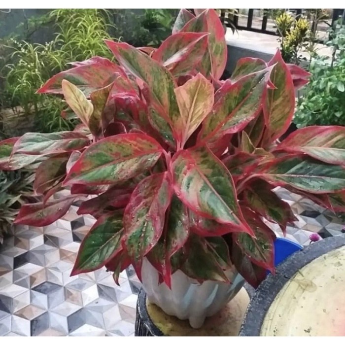 Tanaman hias aglonema lipstik-aglonema-tanaman hidup -tanaman hias hidup-tanaman hidup(bunga hidup-b