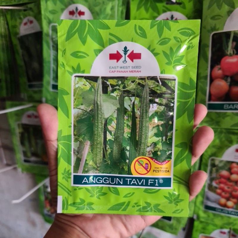 Benih Oyong Anggun Tavi isi 75 Biji