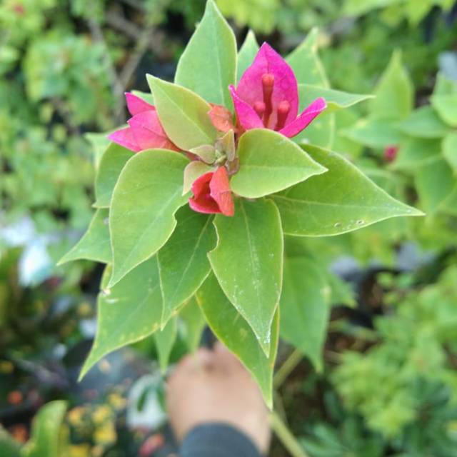 Tanaman hias Bougenville singapura