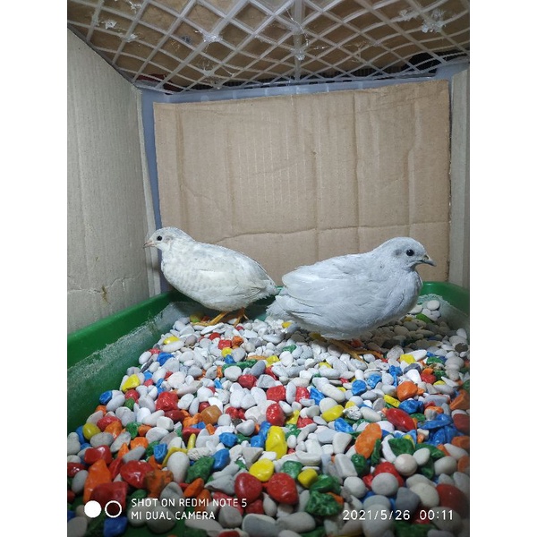 Puyuh Batu Silver Sepasang Hias