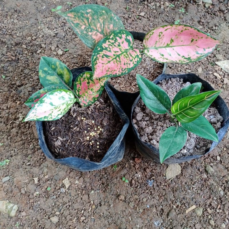 BUNGA AGLAONEMA Paket 3 batang
