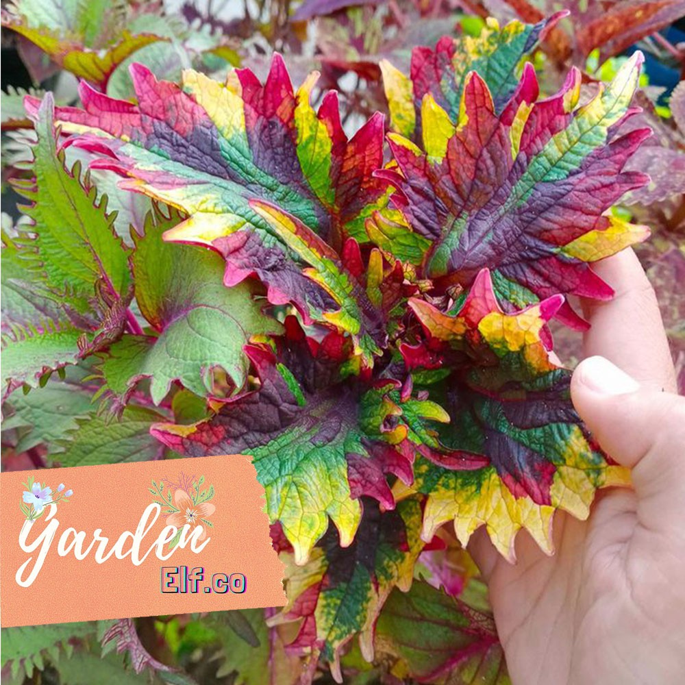 Tanaman Hias Miana Banyak Warna Polos dan Batik Murah Meriah Berkualitas Bisa Pilih Warna