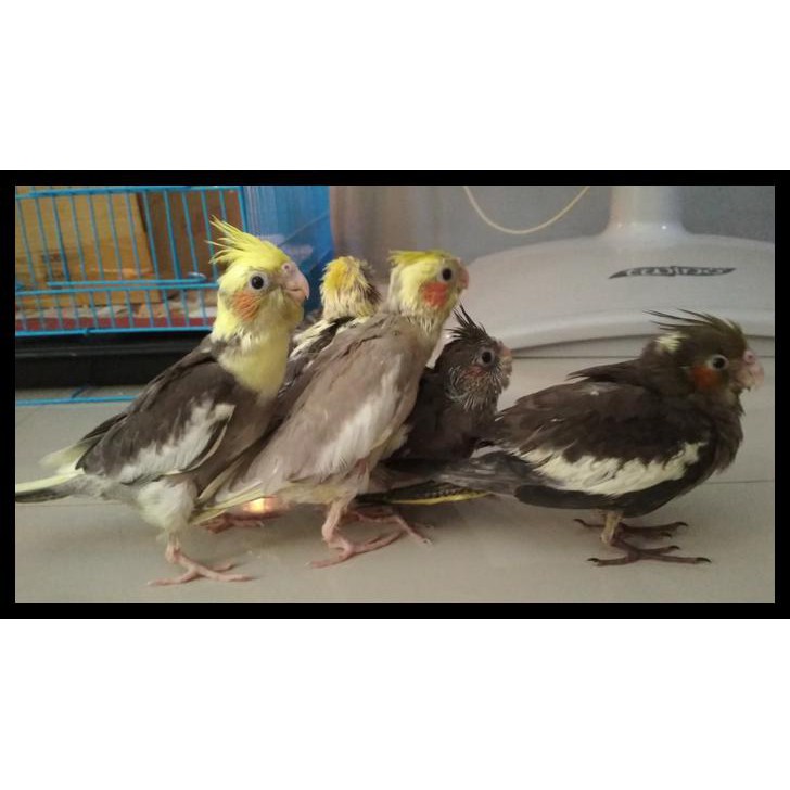 Diskon Love Bird Cobalt Balibu Qr0030 Shopee Indonesia