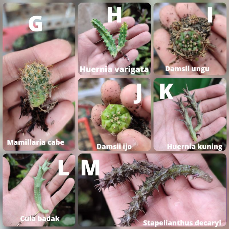 Baby kaktus mini murah bebas pilih/Damsii/Mickey/Candi/Huernia/Opuntia/Echinopsis