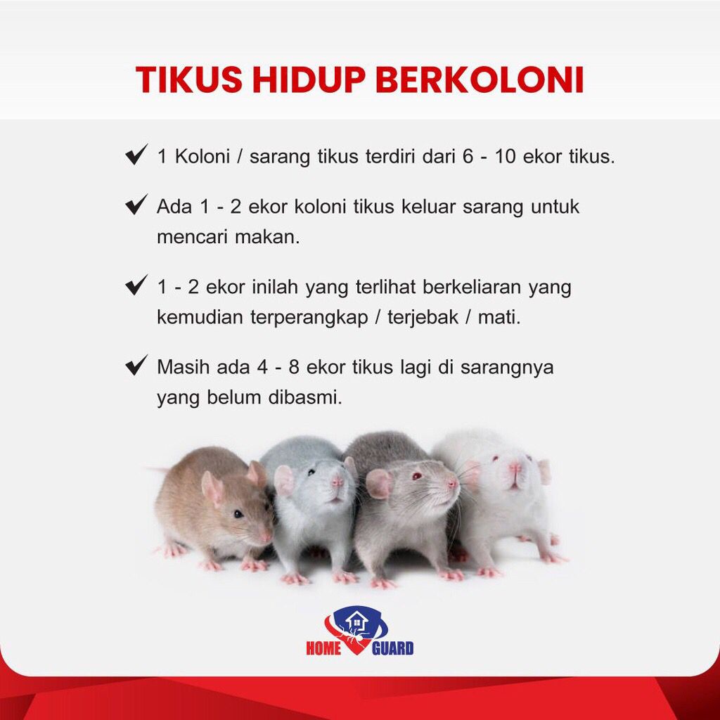 HOME GUARD RATS KILLER 200gr &amp; 100gr Racun Tikus Mati Kering / Homeguard Rat Poison / Pembasmi Tikus  / Tidak Meninggalkan Bau