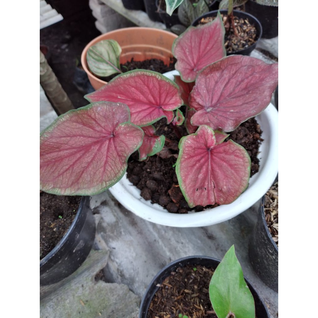 CALADIUM KELADI RED JAGUAR DAUN GANDA/ Red Raffles / KABARET / BARET MERAH IMPORT ROYALGARDEN