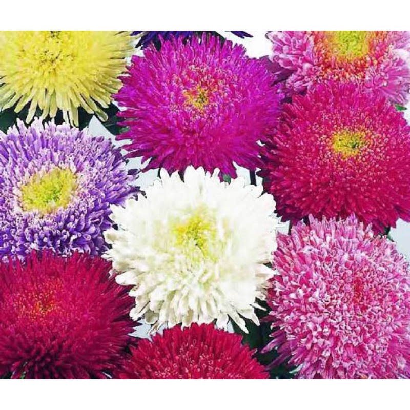 powder puff china aster mix