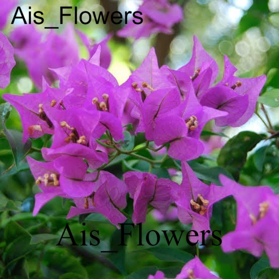 Tanaman bougenville ungu TANAMAN HIAS