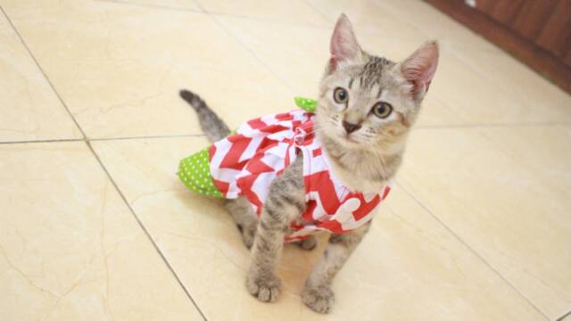 Dress rasa semangka dress kucing lucu murah baju kucing terlaris size S-XL