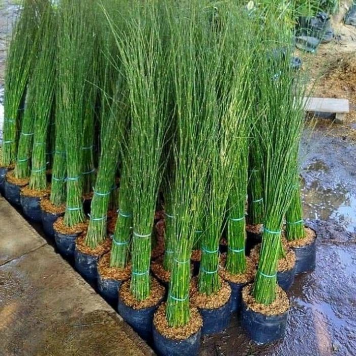 Tanaman Hias Bambu Air (Equisetum hyemale)