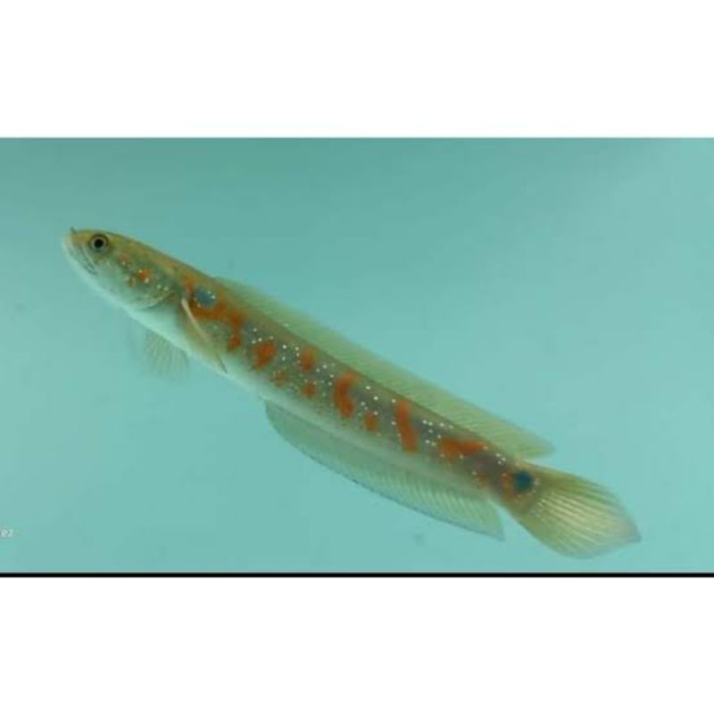 baby asiatica RS pure 3-5 cm