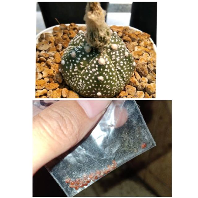 1 set biji/ seed astrophytum asterias 5ribs X var orange