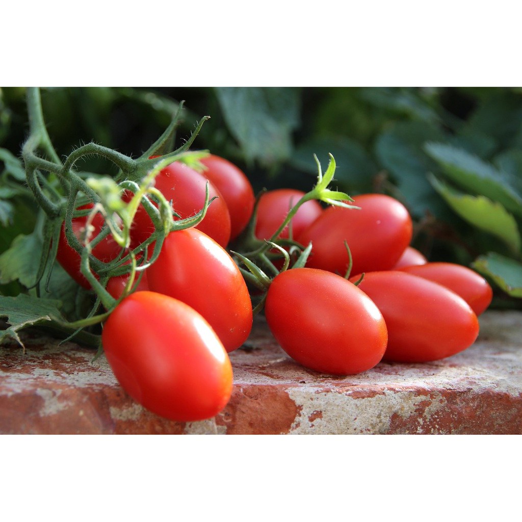 Benih Bibit Biji - Red Cherry Tomato Rojita F1 Tomat Ceri Merah Seeds - IMPORT