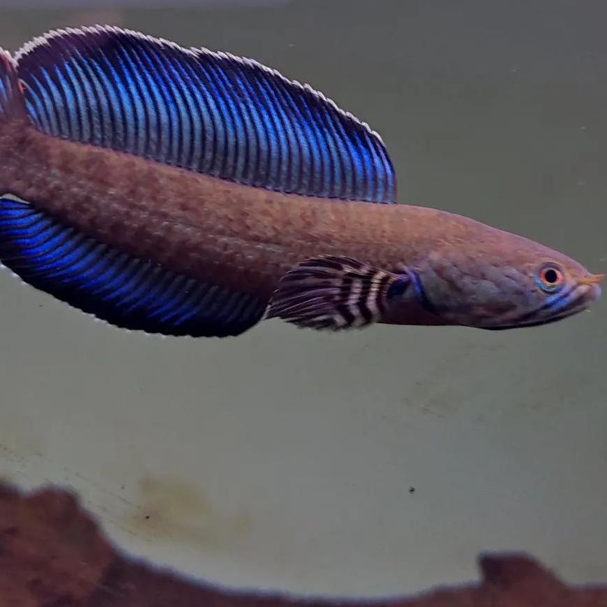 Best - siap kirim andrao 7-8 cm grade A++ full biru channa cana chana  doyan pelet