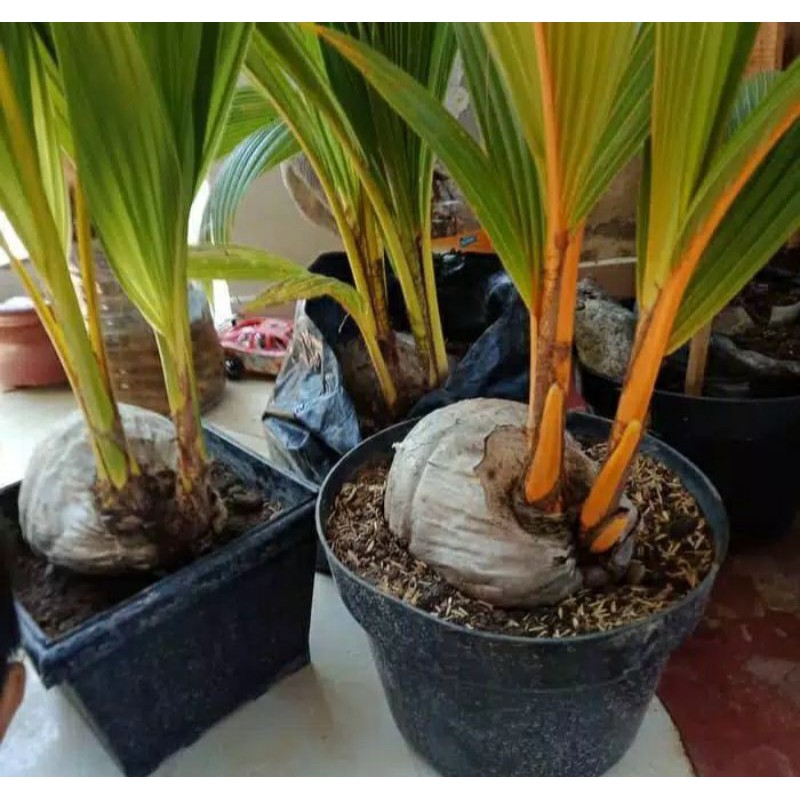 bahan bonsai kelapa cabang dua