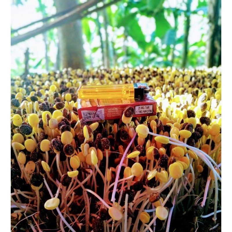 

CAMBAH ALE / SAYUR ALE / TAUGE ALE / ALE FRES PRODUKSI SENDIRI TANPA BAHAN PENGAWET (100gr)