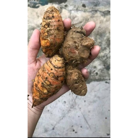 

Biang Kunyit Fresh 250 gram