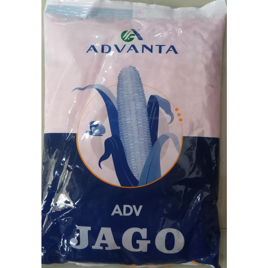 benih jagung hibrida advanta ADV JAGO EXP  28 mei 2025