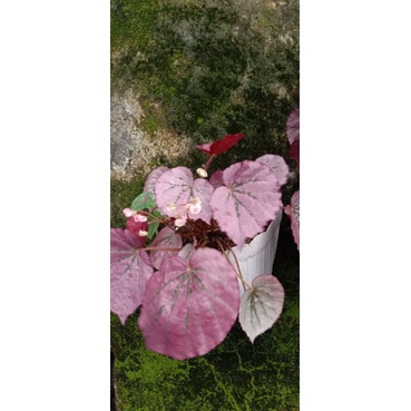 begonia gantung pink