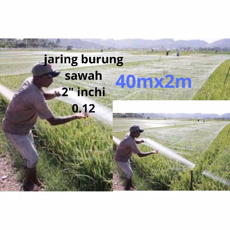 JARING BURUNG JARING PADI JARING EMPRIT JARING SAWAH JEBAKAN PERANGKAP BURUNG JARING