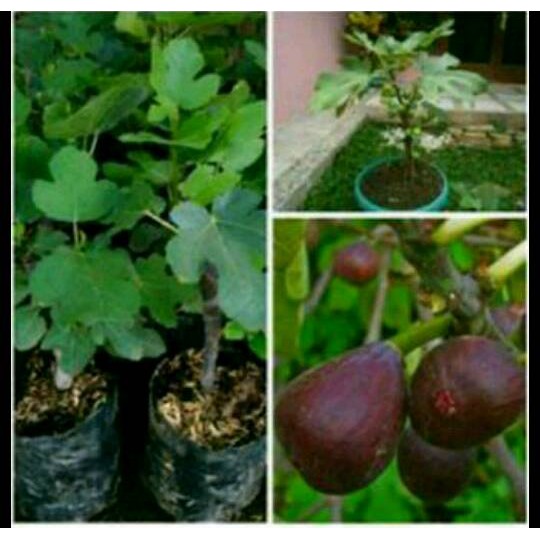 Bibit Buah Tin/Buah Ara