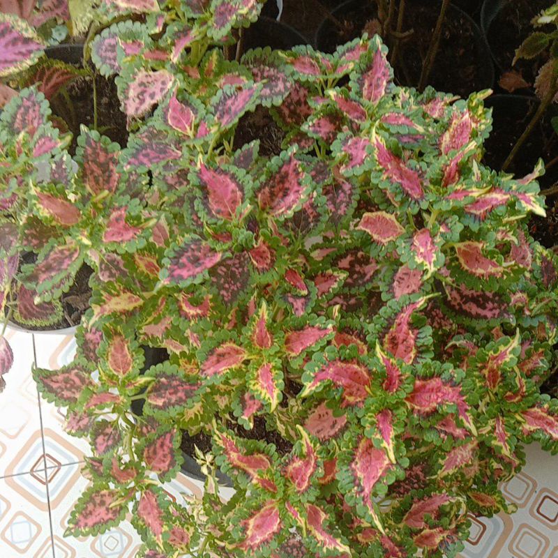 Tanaman Hias Murah 10 Jenis Miana Langka Bunga Miana Premium Murah Bunga Caleus Jawer Kotok terbaru