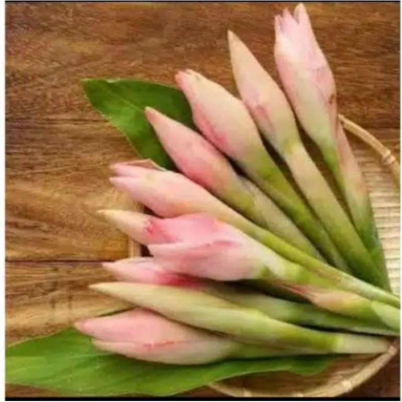 

bunga kecombrang kucup segar sayur