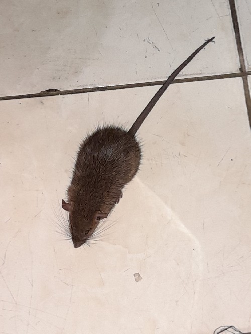 Racun Tikus Maowang Hologram Merah