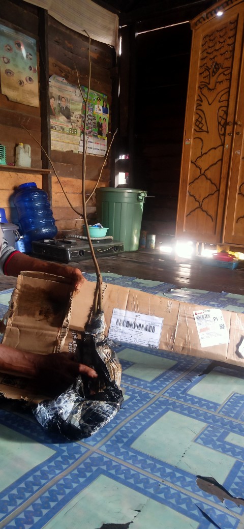 Bibit Durian Pelangi Kaki Tiga