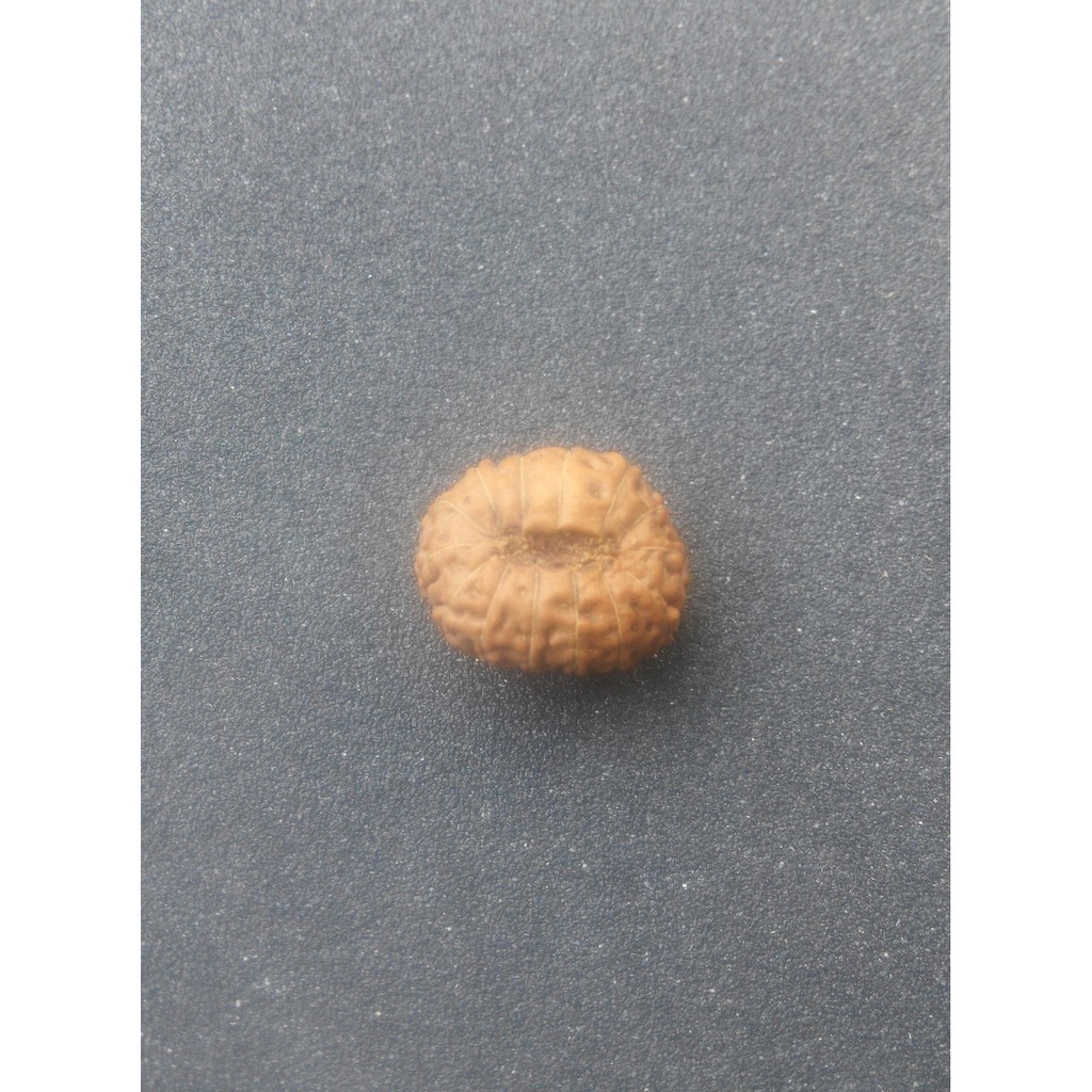 Jenitri Mukhi 14 D16.75x9.1 (Rudraksha Genitri Gareng14.5)