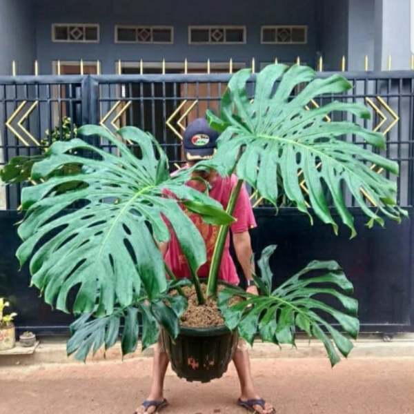 Dijual Tanaman Hias anakan monstera king Berkualitas