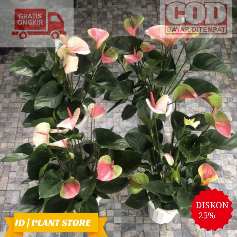 Tanaman hias anthurium mickey mouse pelangi-anthurium bunga pelangi-tanaman hidup-bunga hidup murah