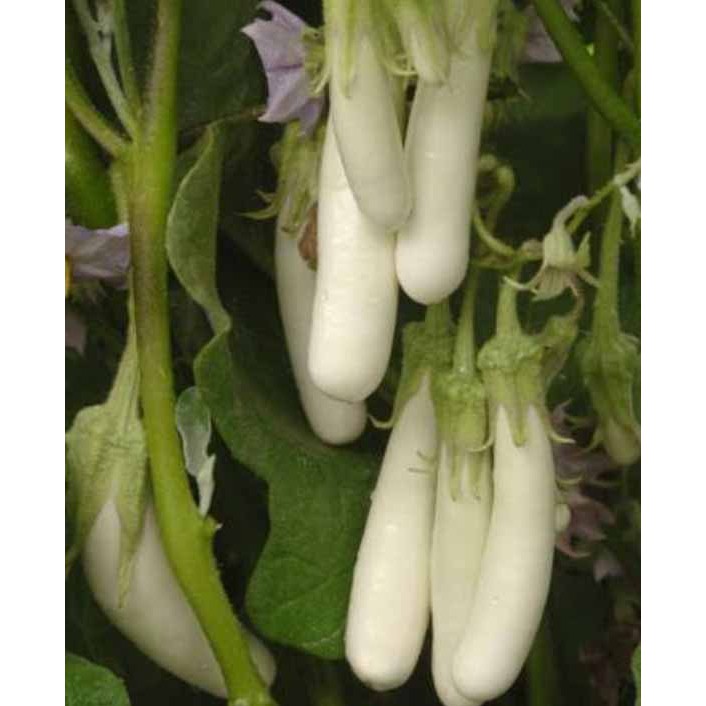 BENIH BIBIT TERONG PUTIH