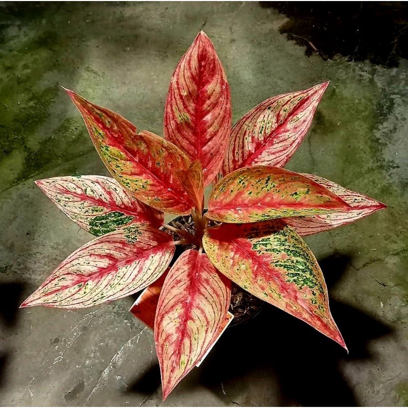 Aglonema Red Legacy Mutasi Warna Perfect | Tanaman Hias Aglonema Super Red Legacy Termurah