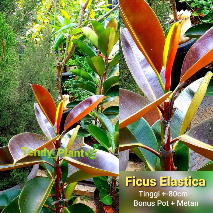 Ficus Elastica Burgundy (Karet Kebo) Real Pic  [NRS]