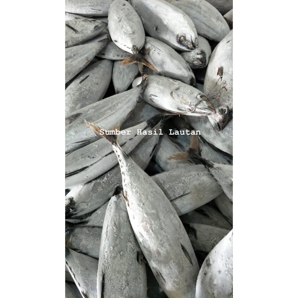 

Ikan Cakalang Frozen (Beku Kapal) 1up