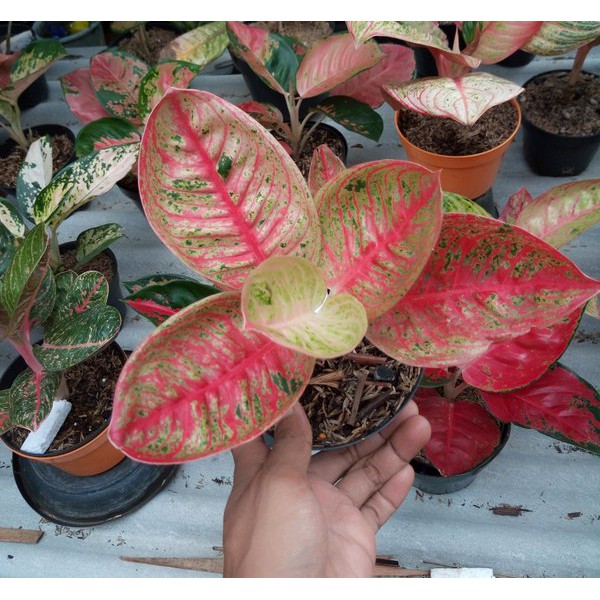 Bonggolan Aglonema Legacy Mangkok Mutasi Petani Aglonema