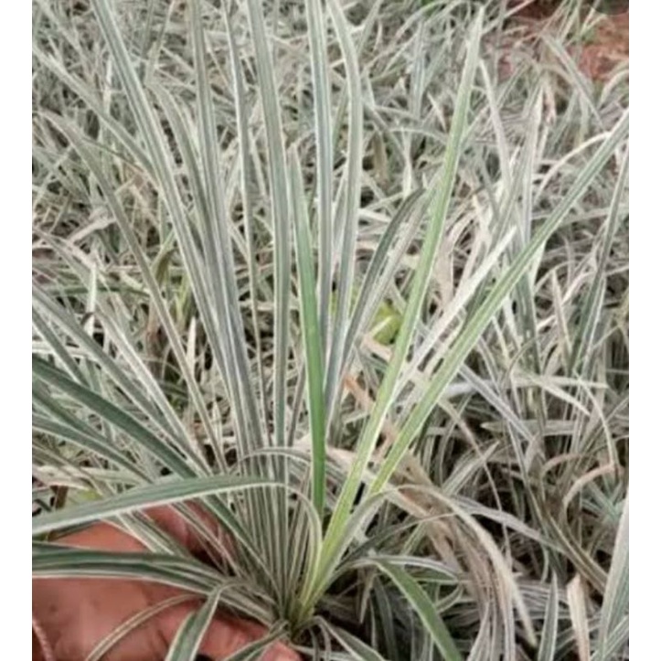 alang-alang putih/jaburan putih /lili paris panjang