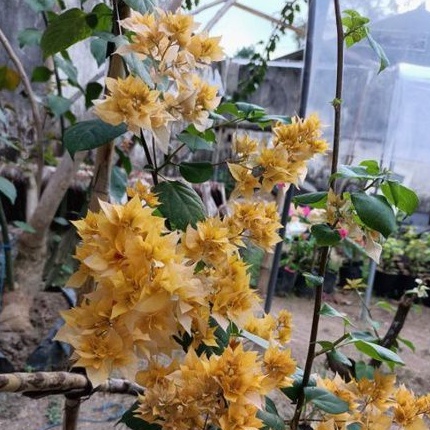 Bunga Bougenville Aussy gold/ Hawai kuning