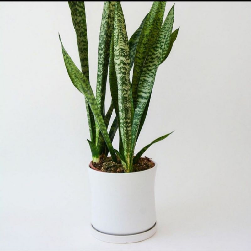 tanaman hias sansievera lidah mertua - trifasciata black koral