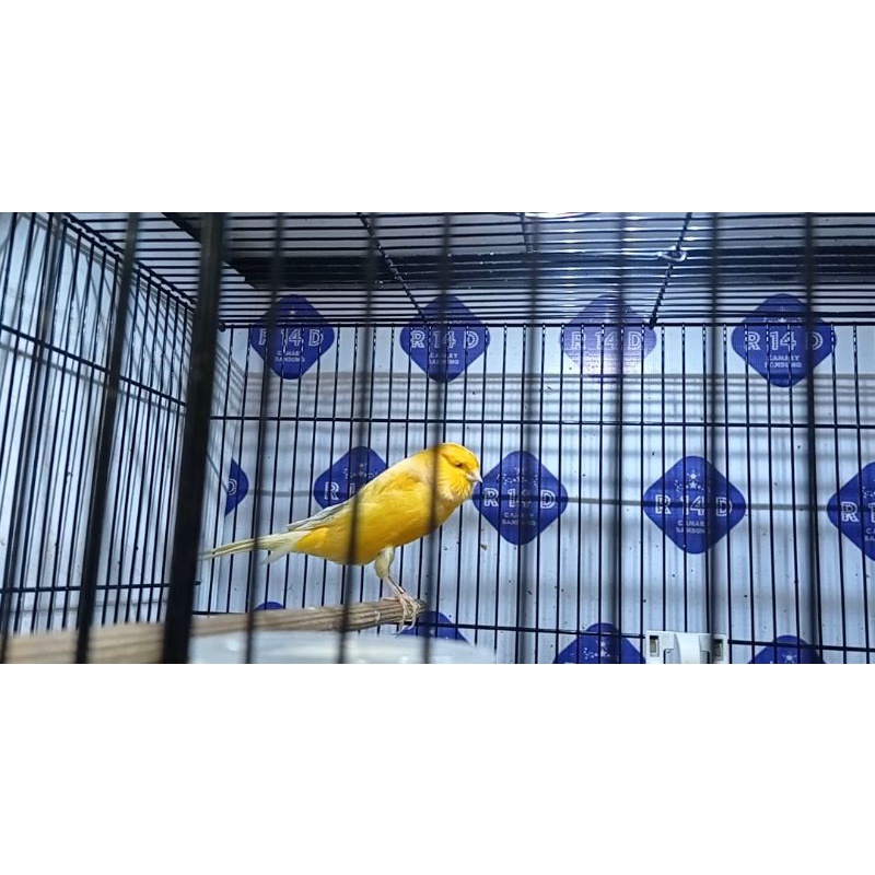 KENARI YORKSHIRE JANTAN SB.01