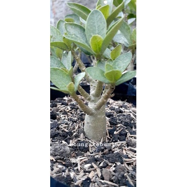PROMO 3 POHON ADENIUM THAISOCO