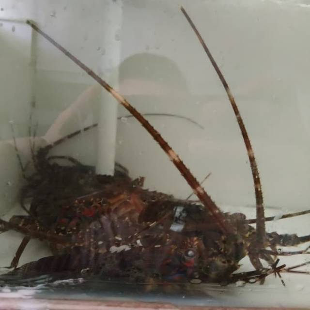 Baby lobster size 100-200 live hidup