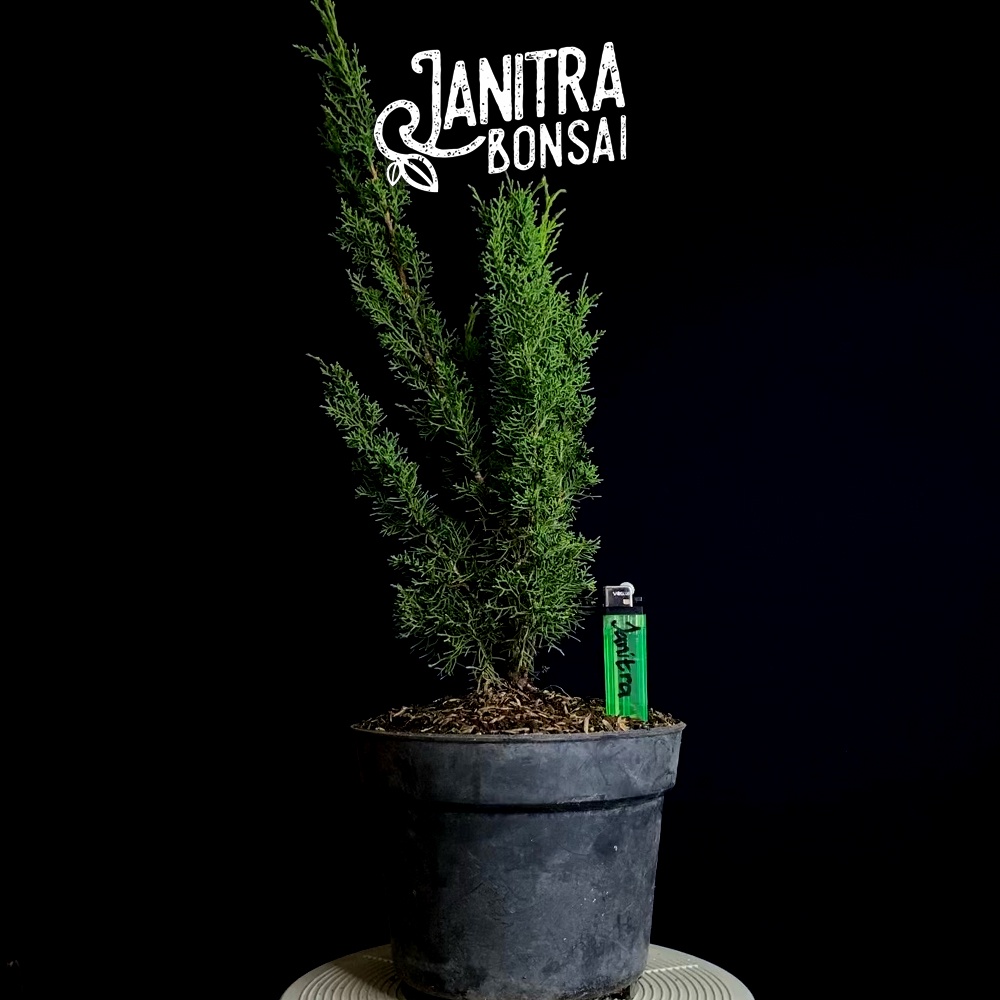 Bahan bonsai cemara sargenti