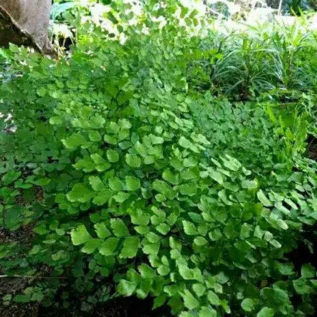 Tanaman hias indoor suplir tanaman hias hidup