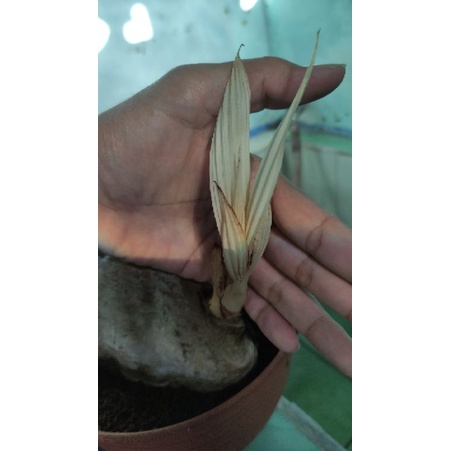 Kelapa Albino Putih