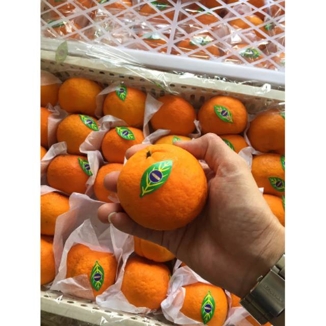 

Jeruk Wokam Wogam Wogan Import Quality